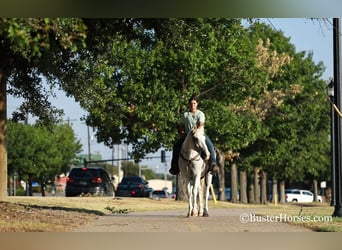 Mustang (american), Gelding, 14 years, Gray