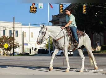 Mustang (american), Gelding, 14 years, Gray