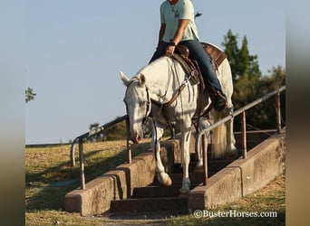 Mustang (american), Gelding, 14 years, Gray