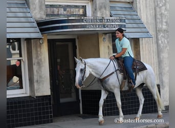 Mustang (american), Gelding, 14 years, Gray