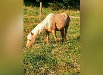 Mustang (american), Gelding, 2 years, 14.2 hh