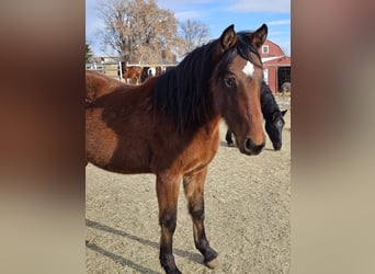 Mustang (amerikanisch), Wallach, 2 Jahre, 14,3 hh, Tigerschecke