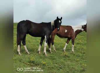 Mustang (american) Mix, Gelding, 2 years, 15.2 hh, Tobiano-all-colors