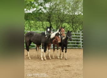 Mustang (american) Mix, Gelding, 2 years, 15.2 hh, Tobiano-all-colors