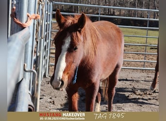 Mustang (american), Gelding, 3 years, 14,2 hh, Chestnut-Red