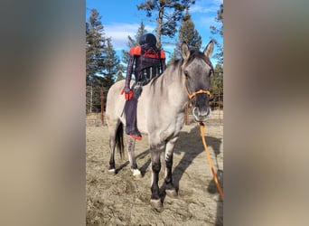 Mustang (american), Gelding, 3 years, 15 hh, Grullo