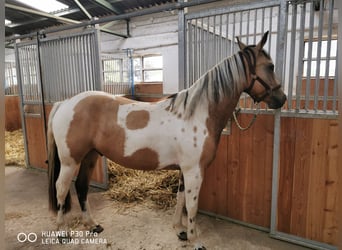 Mustang (american) Mix, Gelding, 3 years, Buckskin