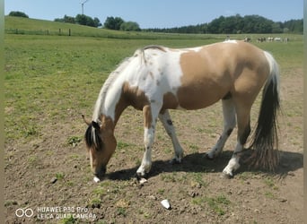 Mustang (american) Mix, Gelding, 3 years, Buckskin