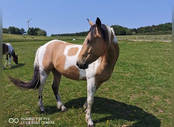Mustang (american) Mix, Gelding, 3 years, Buckskin