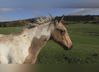 Mustang (american) Mix, Gelding, 3 years, Buckskin