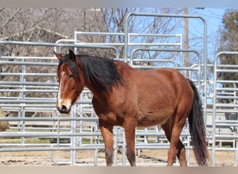 Mustang (american), Gelding, 4 years, 14,1 hh, Brown