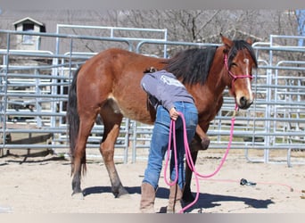 Mustang (american), Gelding, 4 years, 14,1 hh, Brown