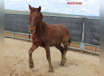 Mustang (american), Gelding, 4 years, 14,2 hh, Chestnut-Red