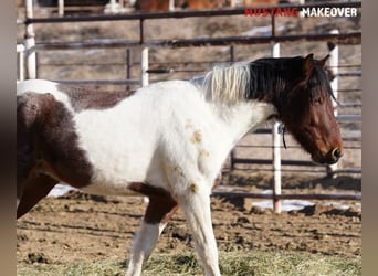 Mustang (american), Gelding, 4 years, 14,2 hh, Pinto