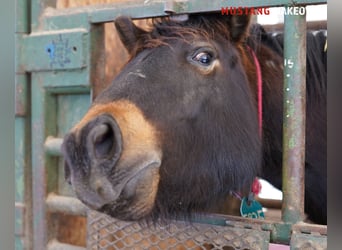 Mustang (american), Gelding, 4 years, 14,3 hh, Buckskin