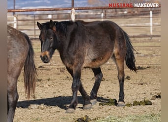 Mustang (american), Gelding, 4 years, 14,3 hh, Buckskin