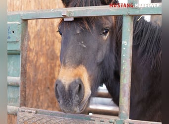 Mustang (american), Gelding, 4 years, 14,3 hh, Buckskin