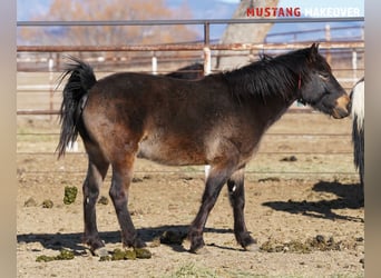 Mustang (american), Gelding, 4 years, 14,3 hh, Buckskin