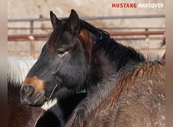 Mustang (american), Gelding, 4 years, 14,3 hh, Buckskin