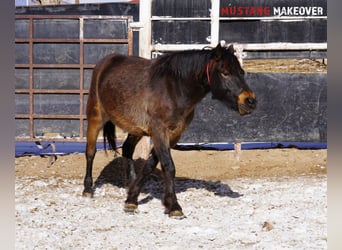 Mustang (american), Gelding, 4 years, 14,3 hh, Buckskin