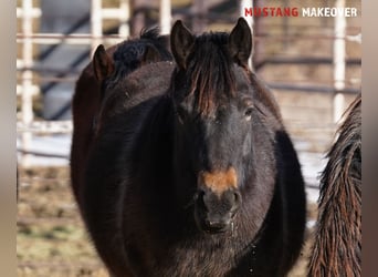 Mustang (american), Gelding, 4 years, 14,3 hh, Buckskin