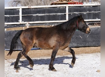 Mustang (american), Gelding, 4 years, 14,3 hh, Buckskin