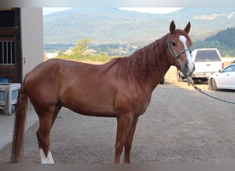 Mustang (american), Gelding, 4 years, 14,3 hh, Chestnut-Red