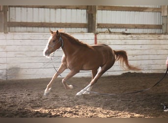 Mustang (american), Gelding, 4 years, 14,3 hh, Chestnut-Red