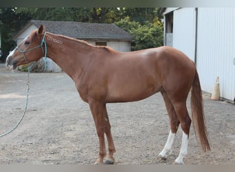 Mustang (american), Gelding, 4 years, 14,3 hh, Chestnut-Red