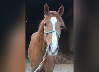 Mustang (american), Gelding, 4 years, 14,3 hh, Chestnut-Red