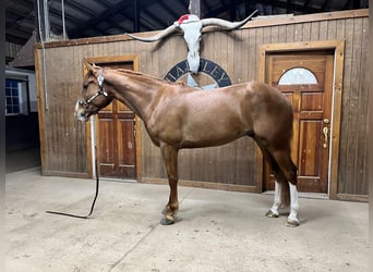 Mustang (american), Gelding, 4 years, 14,3 hh, Chestnut-Red