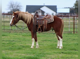 Mustang (american), Gelding, 4 years, 14 hh, Chestnut