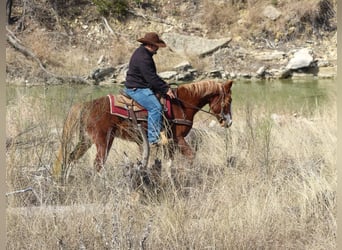 Mustang (american), Gelding, 4 years, 14 hh, Chestnut