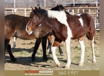 Mustang (american), Gelding, 4 years, 15 hh, Pinto