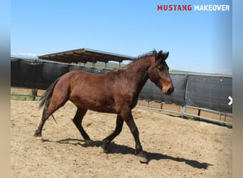 Mustang (american), Gelding, 5 years, 14,2 hh, Brown