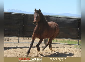 Mustang (american), Gelding, 5 years, 14,2 hh, Brown