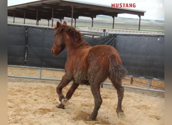 Mustang (american), Gelding, 5 years, 14,2 hh, Chestnut-Red