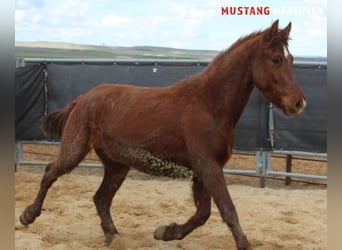 Mustang (american), Gelding, 5 years, 14,2 hh, Chestnut-Red