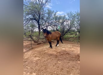 Mustang (american), Gelding, 5 years, 15 hh, Brown