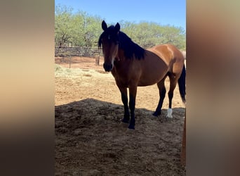 Mustang (american), Gelding, 5 years, 15 hh, Brown