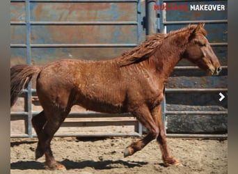 Mustang (american), Gelding, 5 years, 15 hh, Chestnut-Red