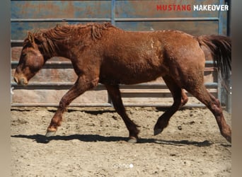 Mustang (american), Gelding, 5 years, 15 hh, Chestnut-Red