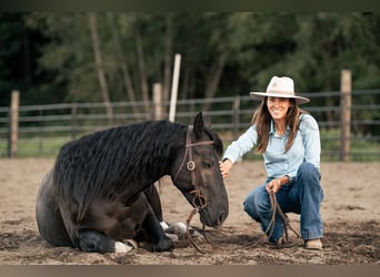 Mustang (american), Gelding, 6 years, 14.2 hh, Black