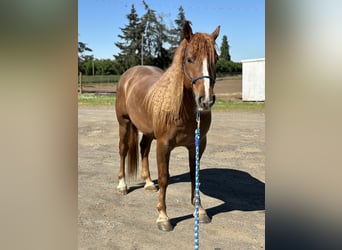 Mustang (american), Gelding, 6 years, 14,3 hh, Chestnut-Red