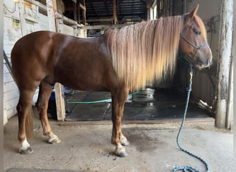 Mustang (american), Gelding, 6 years, 14,3 hh, Chestnut-Red