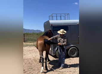 Mustang (american), Gelding, 6 years, 15 hh, Brown