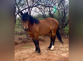 Mustang (american), Gelding, 6 years, 15 hh, Brown