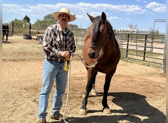 Mustang (american), Gelding, 6 years, 15 hh, Brown