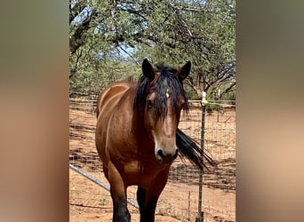 Mustang (american), Gelding, 6 years, 15 hh, Brown