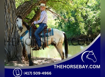 Mustang (american) Mix, Gelding, 7 years, 14.3 hh, Buckskin